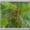 Tipula sp - Schnake 01e.jpg